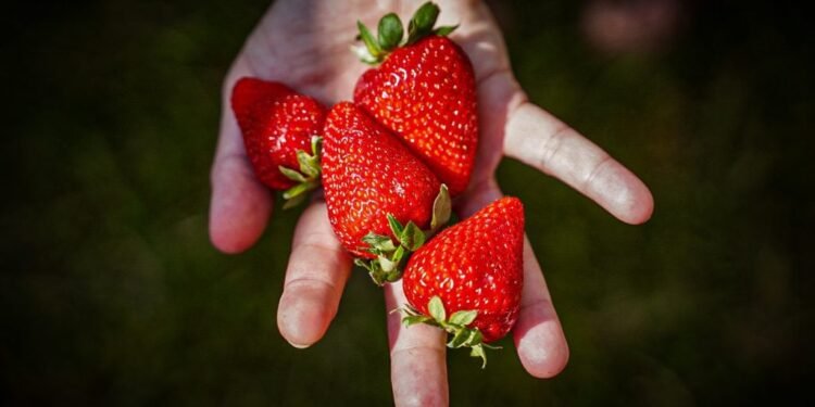 La Fiesta de la Frutilla en Varela resalta la producción local y el turismo