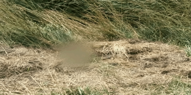 Hallan en la Ruta 3 el cuerpo de un joven que era buscado desde finales de octubre