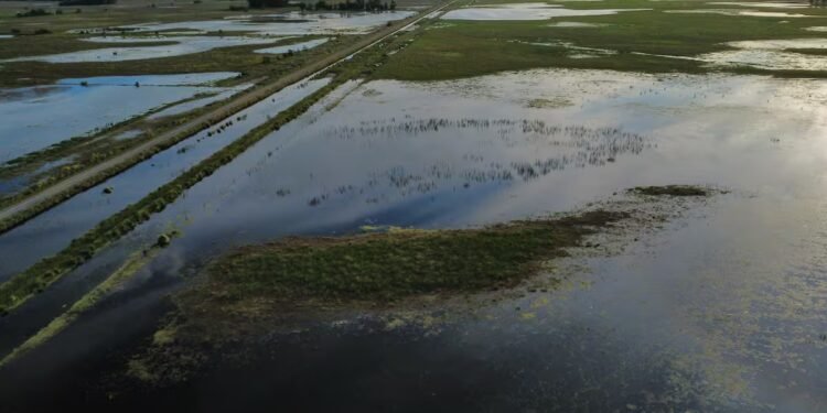 Banco Nación ofrece créditos a productores afectados por inundaciones en Buenos Aires