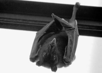 Detectan tres casos de rabia en murciélagos en Chubut y refuerzan controles