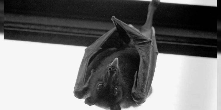 Detectan tres casos de rabia en murciélagos en Chubut y refuerzan controles
