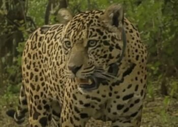 Ofrecen $250 millones por pistas sobre la desaparición de la yaguareté Acaí en Chaco