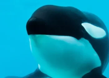Falleció Kshamenk, la emblemática orca que vivió 33 años en Mundo Marino en San Clemente