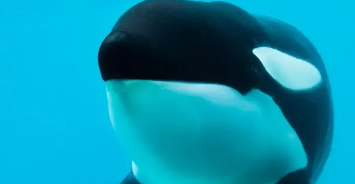 Falleció Kshamenk, la emblemática orca que vivió 33 años en Mundo Marino en San Clemente