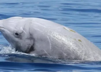 San Clemente: un zifio varado fue hallado sin vida tras un operativo de rescate