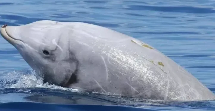 San Clemente: un zifio varado fue hallado sin vida tras un operativo de rescate