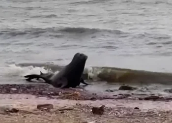 Lobo marino sorprende a vecinos en la costanera de Vicente López en plena Navidad