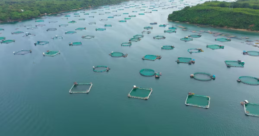 Tierra del Fuego abre la puerta a la acuicultura: se podrá cultivar salmón y trucha