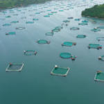 Tierra del Fuego abre la puerta a la acuicultura: se podrá cultivar salmón y trucha