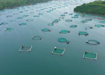 Tierra del Fuego abre la puerta a la acuicultura: se podrá cultivar salmón y trucha
