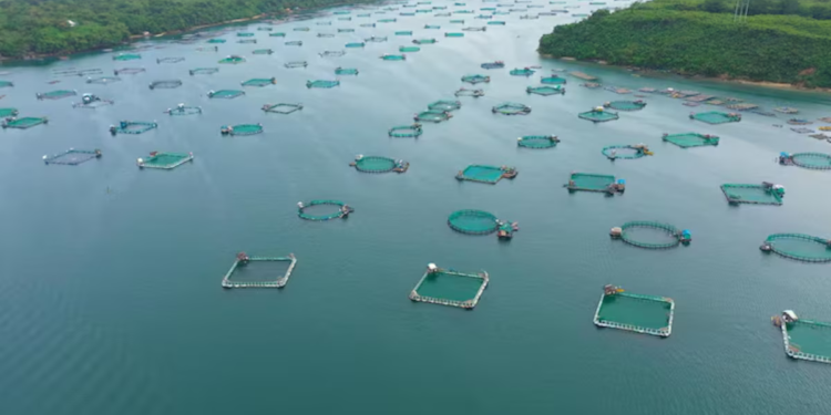 Tierra del Fuego abre la puerta a la acuicultura: se podrá cultivar salmón y trucha