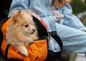 Ya se pueden llevar mascotas en micros y trenes de larga distancia: todo lo que tenés que saber