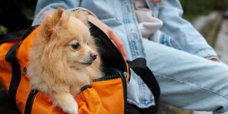Ya se pueden llevar mascotas en micros y trenes de larga distancia: todo lo que tenés que saber