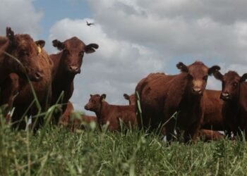 Proponen Tasa Ambiental sobre el Metano en la Provincia de Buenos Aires y el campo reacciona furioso