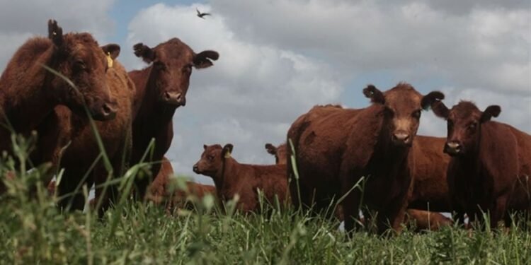 Proponen Tasa Ambiental sobre el Metano en la Provincia de Buenos Aires y el campo reacciona furioso