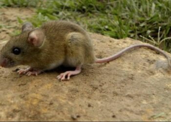 Hantavirus: La Plata registró la mayor cantidad de casos en la Provincia de Buenos Aires en 2025