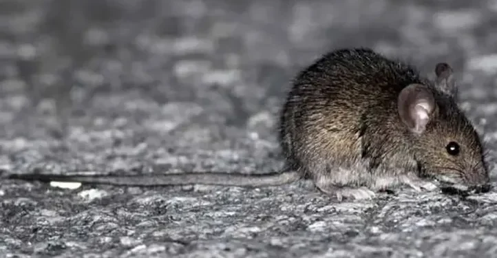 Muerte por hantavirus en Mar del Plata: un hombre de 33 años perdió la vida tras complicaciones