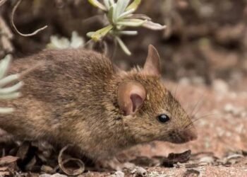 Nueva muerte por hantavirus en la provincia de Buenos Aires: crecen las alarmas sanitarias