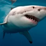 Cinco días a la deriva: el ataque de tiburones que conmocionó a Argentina