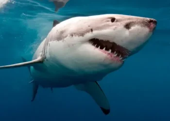 Horror en las Islas Vírgenes: una mujer murió tras ser atacada por un tiburón