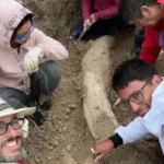 Colmillo fósil de más de 100.000 años: hallazgo clave en la Reserva Natural de Miramar