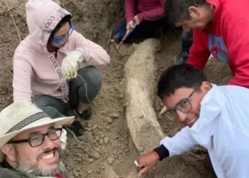 Colmillo fósil de más de 100.000 años: hallazgo clave en la Reserva Natural de Miramar