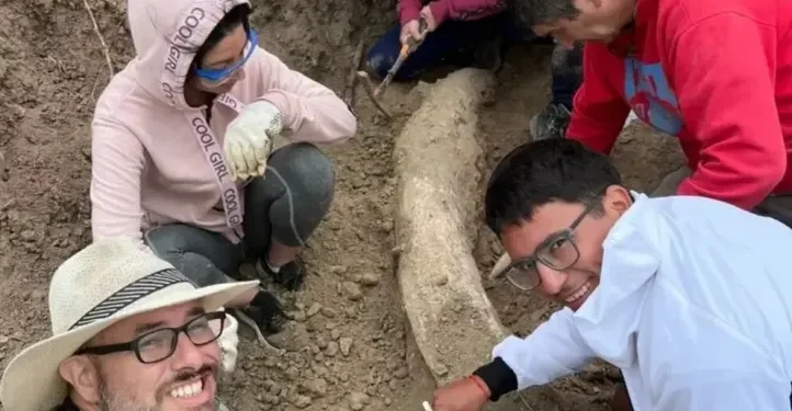 Colmillo fósil de más de 100.000 años: hallazgo clave en la Reserva Natural de Miramar
