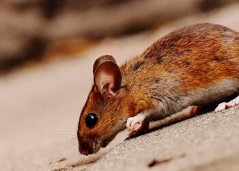 Alerta en la Provincia de Buenos Aires: Aumentan los casos de hantavirus y se reportan 14 muertes