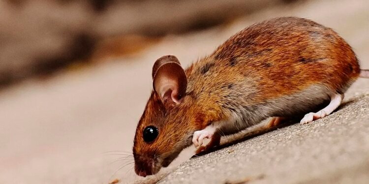 Alerta en la Provincia de Buenos Aires: Aumentan los casos de hantavirus y se reportan 14 muertes