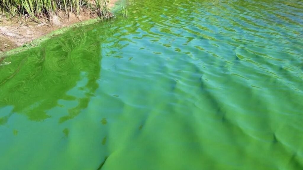 Alerta roja en cuatro municipios de la Provincia de Buenos Aires por cianobacterias en el agua