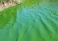 Alerta roja en cuatro municipios de la Provincia de Buenos Aires por cianobacterias en el agua