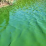 Alerta roja en cuatro municipios de la Provincia de Buenos Aires por cianobacterias en el agua