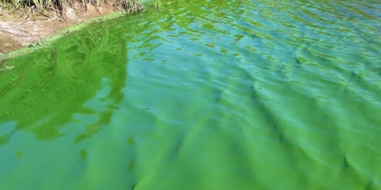 Alerta roja en cuatro municipios de la Provincia de Buenos Aires por cianobacterias en el agua