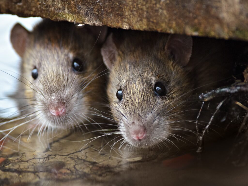 Tragedia en la Provincia de Buenos Aires: Una nena de 10 años murió por hantavirus