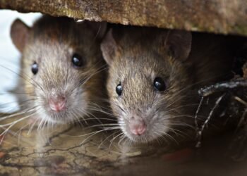 Tragedia en la Provincia de Buenos Aires: Una nena de 10 años murió por hantavirus