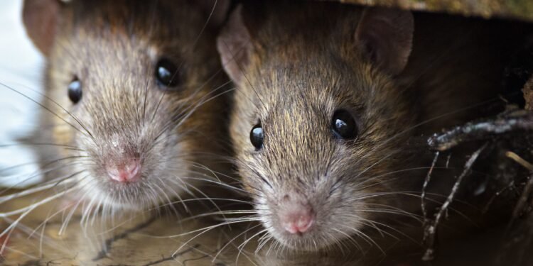 Tragedia en la Provincia de Buenos Aires: Una nena de 10 años murió por hantavirus
