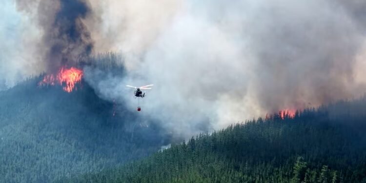 Incendios en la Patagonia: 200 hectáreas perdidas en solo dos días por falta de prevención