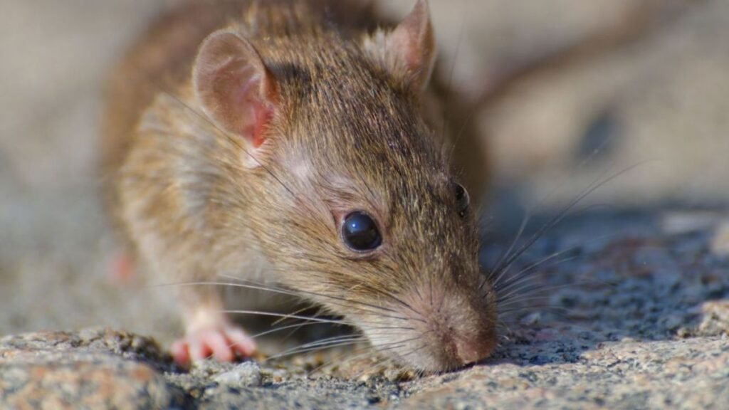 Alerta en la Provincia de Buenos Aires: Hantavirus causa la muerte de una niña de 10 años