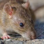 Alerta en la Provincia de Buenos Aires: Hantavirus causa la muerte de una niña de 10 años
