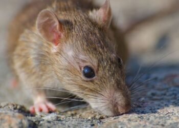 Alerta en la Provincia de Buenos Aires: Hantavirus causa la muerte de una niña de 10 años
