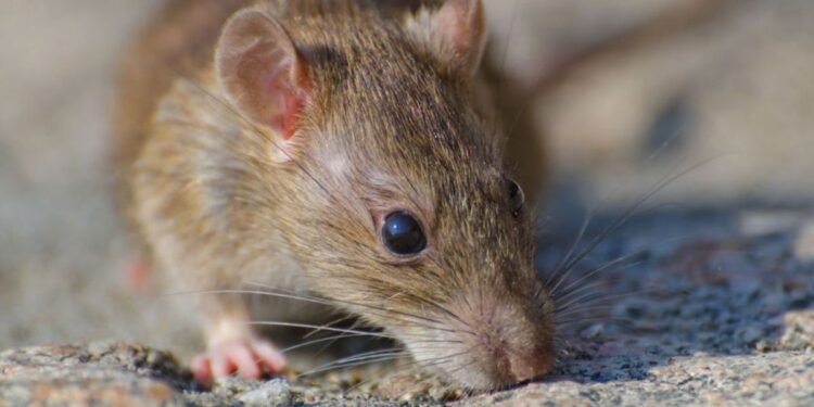 Alerta en la Provincia de Buenos Aires: Hantavirus causa la muerte de una niña de 10 años