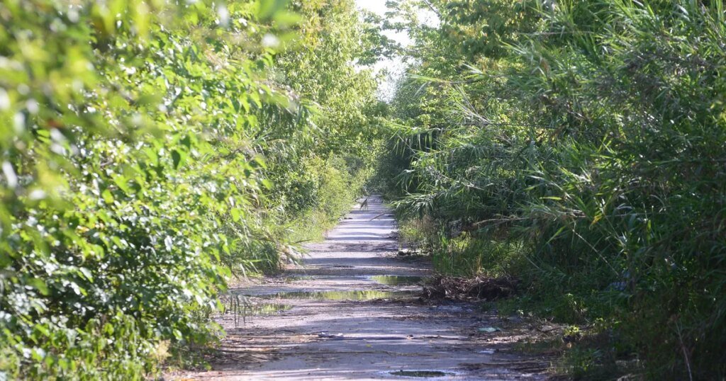 Piden informes por el abandono del Camino Negro que conecta La Plata y Ensenada