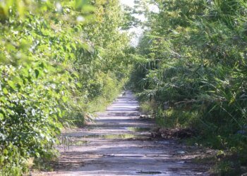 Piden informes por el abandono del Camino Negro que conecta La Plata y Ensenada
