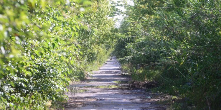 Piden informes por el abandono del Camino Negro que conecta La Plata y Ensenada
