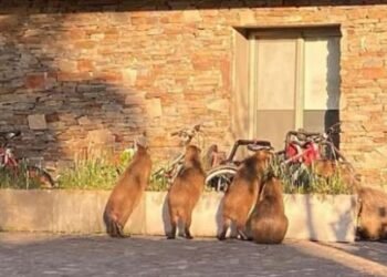 Nordelta: conflicto por carpinchos desatado por operativo oficial y resistencia vecinal