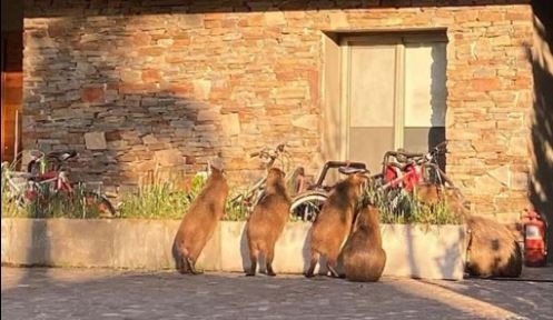 Nordelta: conflicto por carpinchos desatado por operativo oficial y resistencia vecinal