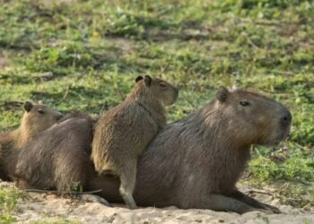 Indignación en Nordelta por el desalojo de carpinchos: "Se los llevaron sin avisar"