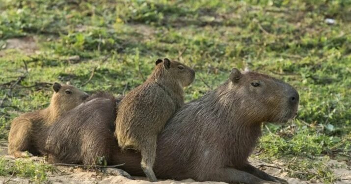 Indignación en Nordelta por el desalojo de carpinchos: "Se los llevaron sin avisar"