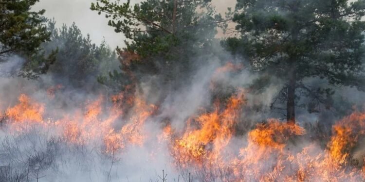 El Ministerio de Seguridad identificará y juzgará a quienes provocan incendios en Chubut