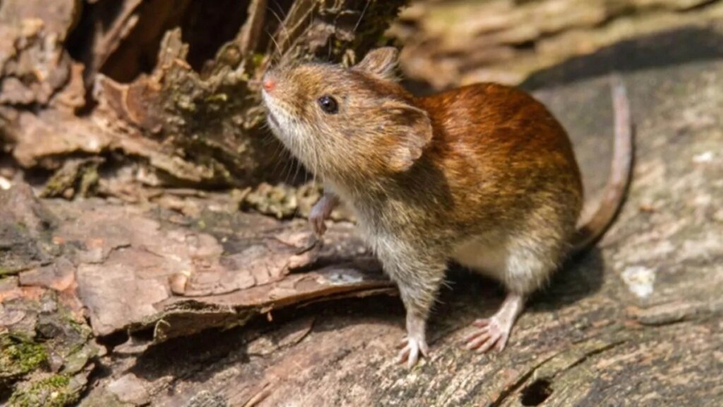 Alerta en la Provincia de Buenos Aires: medidas clave para prevenir el hantavirus
